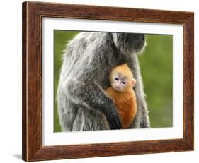 Silver Leaf Monkey and Offspring, Bako National Park, Borneo, Malaysia-Jay Sturdevant-Framed Photographic Print