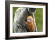 Silver Leaf Monkey and Offspring, Bako National Park, Borneo, Malaysia-Jay Sturdevant-Framed Photographic Print