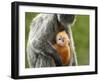 Silver Leaf Monkey and Offspring, Bako National Park, Borneo, Malaysia-Jay Sturdevant-Framed Photographic Print