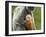 Silver Leaf Monkey and Offspring, Bako National Park, Borneo, Malaysia-Jay Sturdevant-Framed Photographic Print