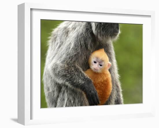 Silver Leaf Monkey and Offspring, Bako National Park, Borneo, Malaysia-Jay Sturdevant-Framed Photographic Print