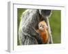 Silver Leaf Monkey and Offspring, Bako National Park, Borneo, Malaysia-Jay Sturdevant-Framed Photographic Print