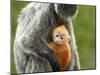 Silver Leaf Monkey and Offspring, Bako National Park, Borneo, Malaysia-Jay Sturdevant-Mounted Photographic Print