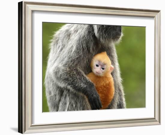 Silver Leaf Monkey and Offspring, Bako National Park, Borneo, Malaysia-Jay Sturdevant-Framed Photographic Print