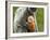 Silver Leaf Monkey and Offspring, Bako National Park, Borneo, Malaysia-Jay Sturdevant-Framed Photographic Print