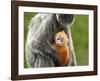 Silver Leaf Monkey and Offspring, Bako National Park, Borneo, Malaysia-Jay Sturdevant-Framed Photographic Print