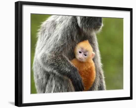 Silver Leaf Monkey and Offspring, Bako National Park, Borneo, Malaysia-Jay Sturdevant-Framed Photographic Print