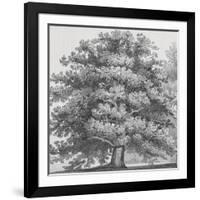 Silver Majesty I-Samuel Williams-Framed Art Print