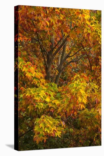Silver maple tree and fall foliage at Arnold Arboretum, Boston, Massachusetts.-Howie Garber-Stretched Canvas