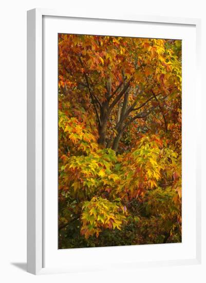 Silver maple tree and fall foliage at Arnold Arboretum, Boston, Massachusetts.-Howie Garber-Framed Photographic Print