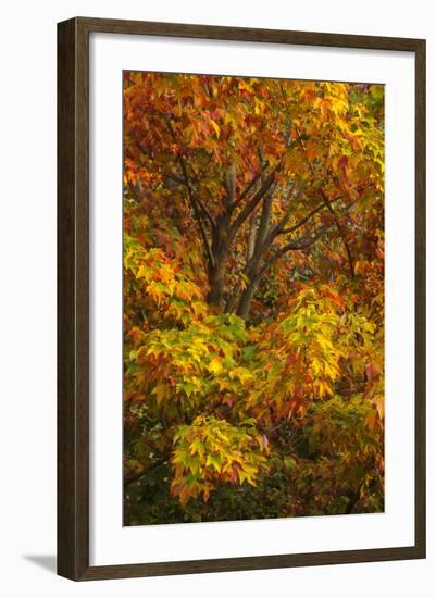 Silver maple tree and fall foliage at Arnold Arboretum, Boston, Massachusetts.-Howie Garber-Framed Photographic Print