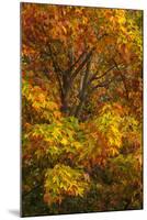 Silver maple tree and fall foliage at Arnold Arboretum, Boston, Massachusetts.-Howie Garber-Mounted Photographic Print