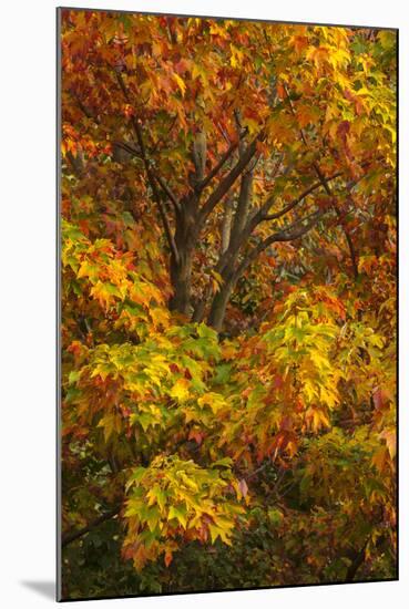 Silver maple tree and fall foliage at Arnold Arboretum, Boston, Massachusetts.-Howie Garber-Mounted Photographic Print