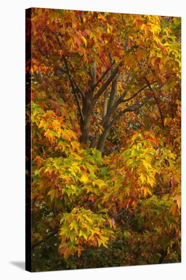 Silver maple tree and fall foliage at Arnold Arboretum, Boston, Massachusetts.-Howie Garber-Stretched Canvas