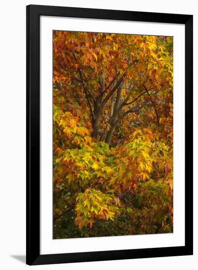 Silver maple tree and fall foliage at Arnold Arboretum, Boston, Massachusetts.-Howie Garber-Framed Photographic Print