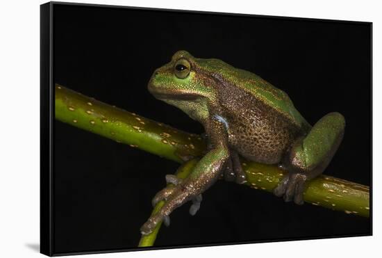 Silver Marsupial Frog Base of Chimborazo Volcano, Andes, Ecuador-Pete Oxford-Framed Stretched Canvas