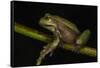Silver Marsupial Frog Base of Chimborazo Volcano, Andes, Ecuador-Pete Oxford-Framed Stretched Canvas