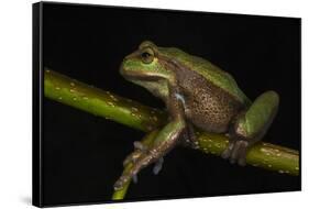 Silver Marsupial Frog Base of Chimborazo Volcano, Andes, Ecuador-Pete Oxford-Framed Stretched Canvas