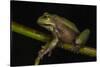 Silver Marsupial Frog Base of Chimborazo Volcano, Andes, Ecuador-Pete Oxford-Stretched Canvas
