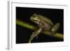 Silver Marsupial Frog Base of Chimborazo Volcano, Andes, Ecuador-Pete Oxford-Framed Photographic Print