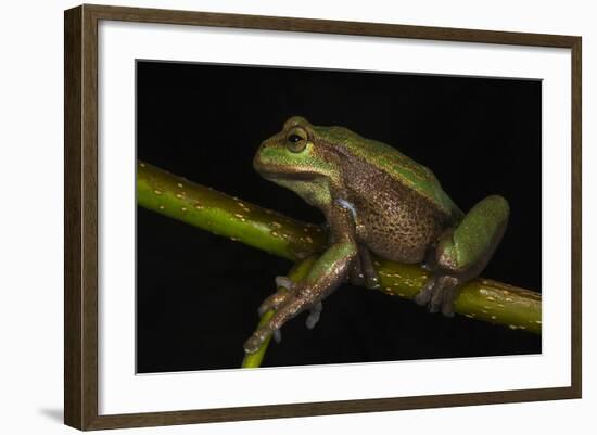 Silver Marsupial Frog Base of Chimborazo Volcano, Andes, Ecuador-Pete Oxford-Framed Photographic Print