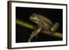 Silver Marsupial Frog Base of Chimborazo Volcano, Andes, Ecuador-Pete Oxford-Framed Photographic Print