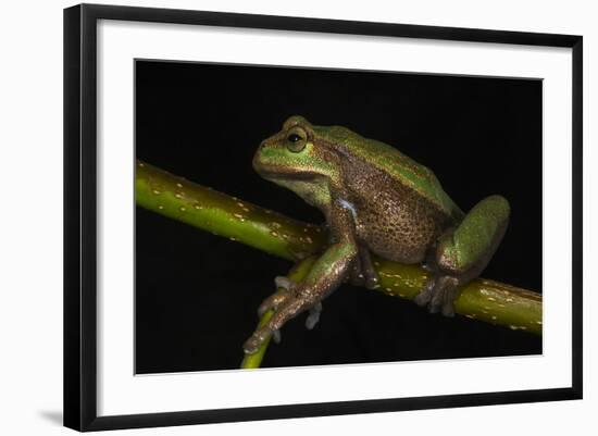 Silver Marsupial Frog Base of Chimborazo Volcano, Andes, Ecuador-Pete Oxford-Framed Photographic Print