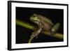 Silver Marsupial Frog Base of Chimborazo Volcano, Andes, Ecuador-Pete Oxford-Framed Photographic Print