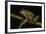 Silver Marsupial Frog Base of Chimborazo Volcano, Andes, Ecuador-Pete Oxford-Framed Photographic Print