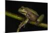 Silver Marsupial Frog Base of Chimborazo Volcano, Andes, Ecuador-Pete Oxford-Mounted Photographic Print