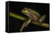 Silver Marsupial Frog Base of Chimborazo Volcano, Andes, Ecuador-Pete Oxford-Framed Stretched Canvas