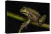 Silver Marsupial Frog Base of Chimborazo Volcano, Andes, Ecuador-Pete Oxford-Stretched Canvas