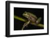 Silver Marsupial Frog Base of Chimborazo Volcano, Andes, Ecuador-Pete Oxford-Framed Photographic Print