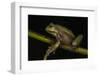 Silver Marsupial Frog Base of Chimborazo Volcano, Andes, Ecuador-Pete Oxford-Framed Photographic Print