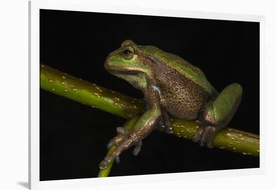 Silver Marsupial Frog Base of Chimborazo Volcano, Andes, Ecuador-Pete Oxford-Framed Photographic Print