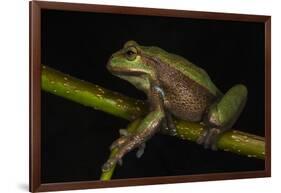 Silver Marsupial Frog Base of Chimborazo Volcano, Andes, Ecuador-Pete Oxford-Framed Photographic Print