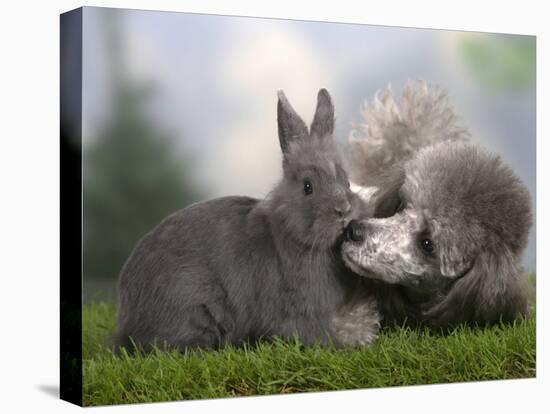 Silver Miniature Poodle Sniffing a Blue Dwarf Rabbit-Petra Wegner-Stretched Canvas