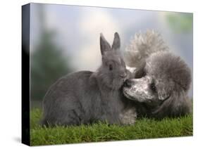 Silver Miniature Poodle Sniffing a Blue Dwarf Rabbit-Petra Wegner-Stretched Canvas