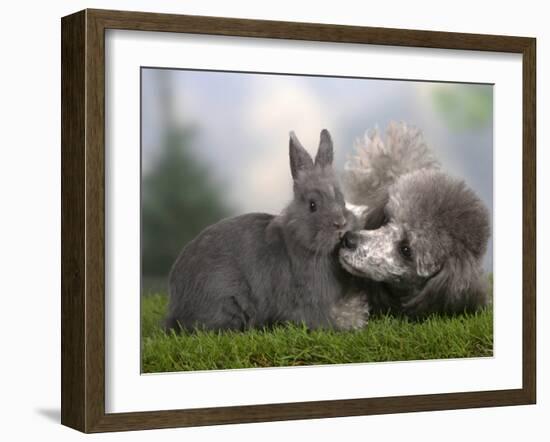 Silver Miniature Poodle Sniffing a Blue Dwarf Rabbit-Petra Wegner-Framed Photographic Print