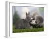 Silver Miniature Poodle Sniffing a Blue Dwarf Rabbit-Petra Wegner-Framed Photographic Print