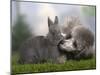 Silver Miniature Poodle Sniffing a Blue Dwarf Rabbit-Petra Wegner-Mounted Photographic Print