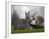 Silver Miniature Poodle Sniffing a Blue Dwarf Rabbit-Petra Wegner-Framed Photographic Print