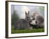 Silver Miniature Poodle Sniffing a Blue Dwarf Rabbit-Petra Wegner-Framed Photographic Print