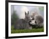 Silver Miniature Poodle Sniffing a Blue Dwarf Rabbit-Petra Wegner-Framed Photographic Print