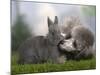 Silver Miniature Poodle Sniffing a Blue Dwarf Rabbit-Petra Wegner-Mounted Photographic Print