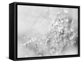 Silver Morning-Heidi Westum-Framed Stretched Canvas