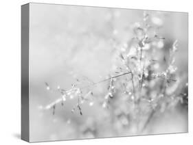 Silver Morning-Heidi Westum-Stretched Canvas