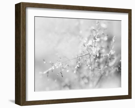 Silver Morning-Heidi Westum-Framed Photographic Print