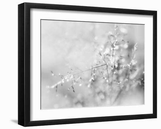 Silver Morning-Heidi Westum-Framed Photographic Print