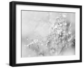 Silver Morning-Heidi Westum-Framed Photographic Print